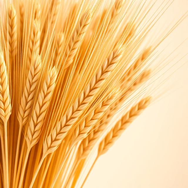 Wheat